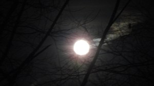 November moon 003